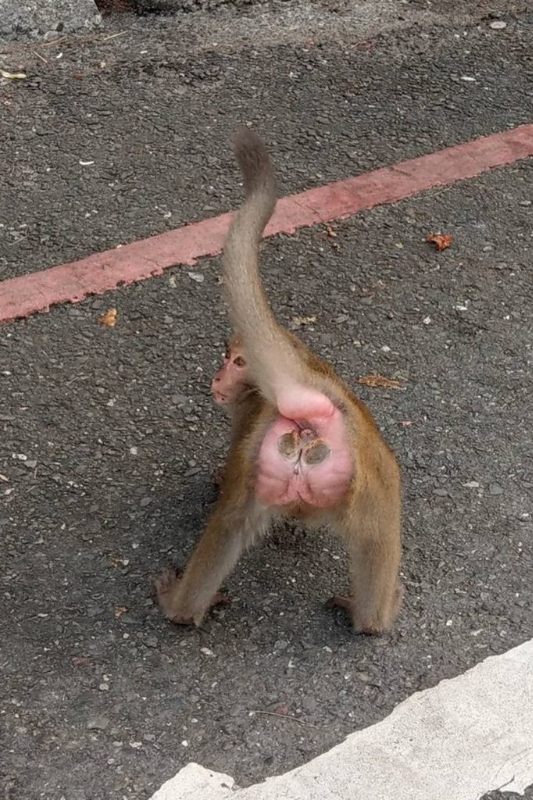 [圖]