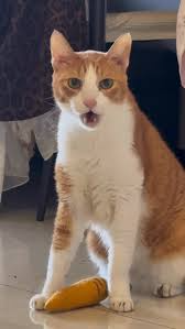 [圖]